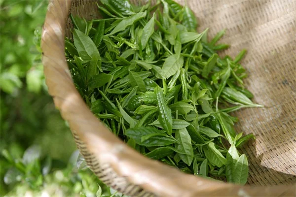 徒長した観葉植物を救う正しい剪定と光管理のコツ