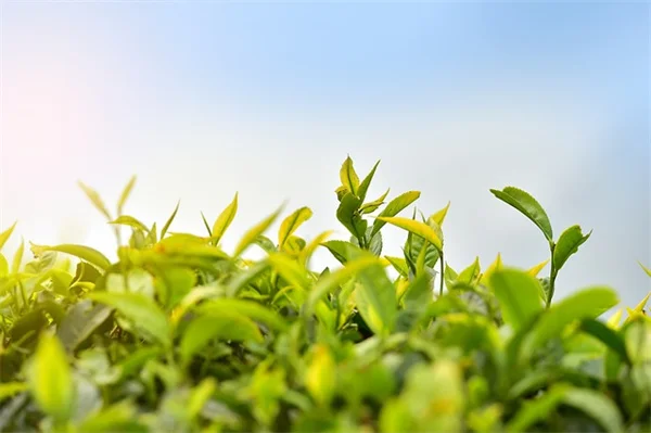 日差しに強いツル植物おすすめ5選！垂直栽培のメリットと実体験