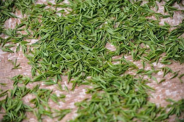 正しい蘭の葉の掃除方法：5分の習慣で花が長持ちする理由