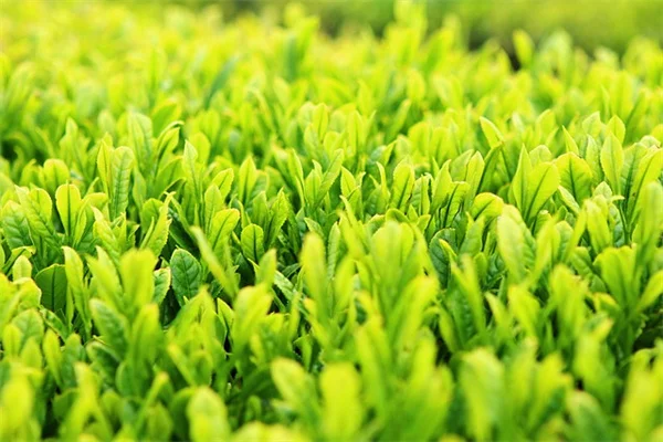 トマトの植え付け深さ、間違っていませんか？間違いやすい誤解と正しい深植え・トレンチ法の選び方